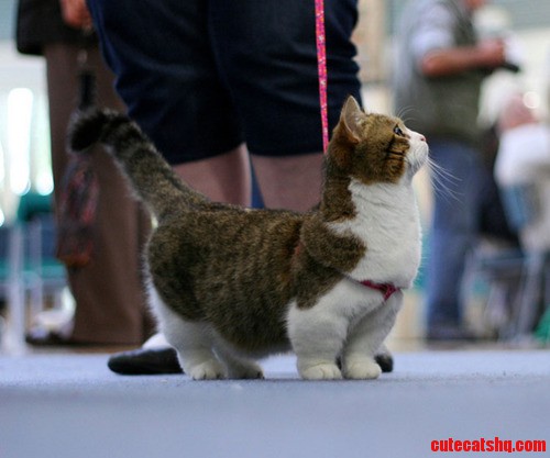 I Just Recently Found Out the Cat Breed Called Munchkins. You Wont Regret a Second.