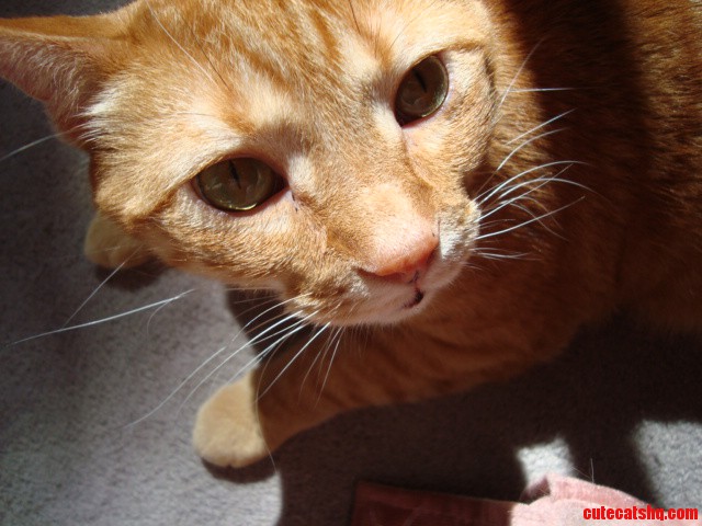 I M Looking at You