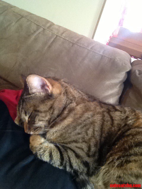 I M Pet Sitting for My Sister. This Is Her Smallest Cat  Bailey  and She Is Such a Sweetheart.