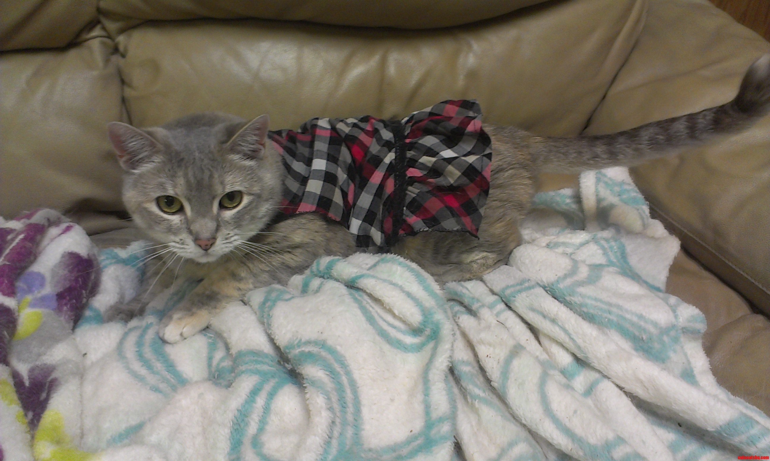 I Made My Cat a Dress.