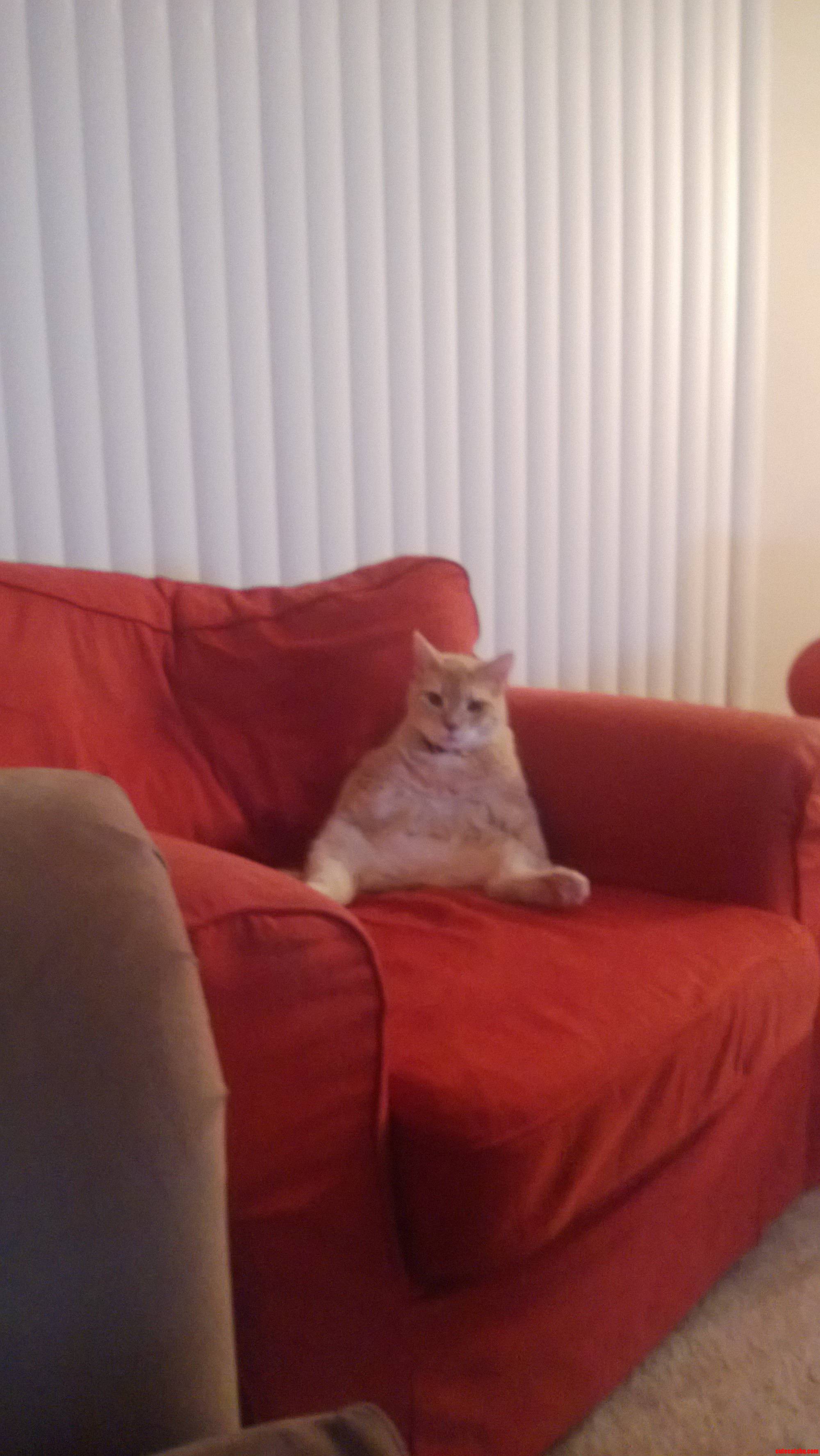 I Present Sir Mr. Kitty   D