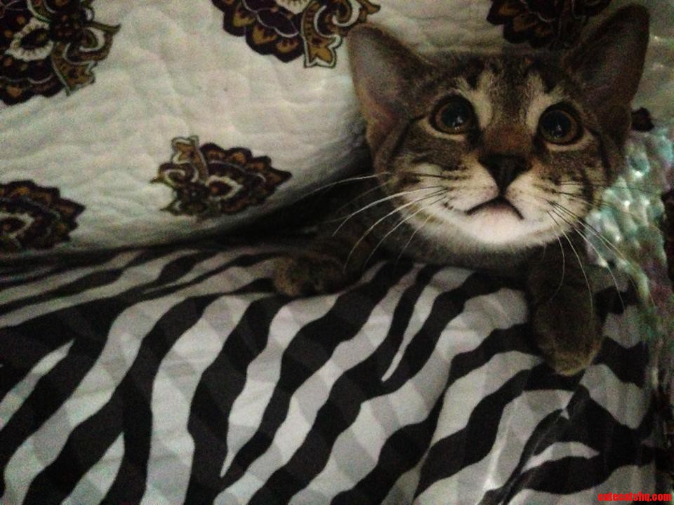 I Present to You My Perfect Rescue Kitty James Franco.
