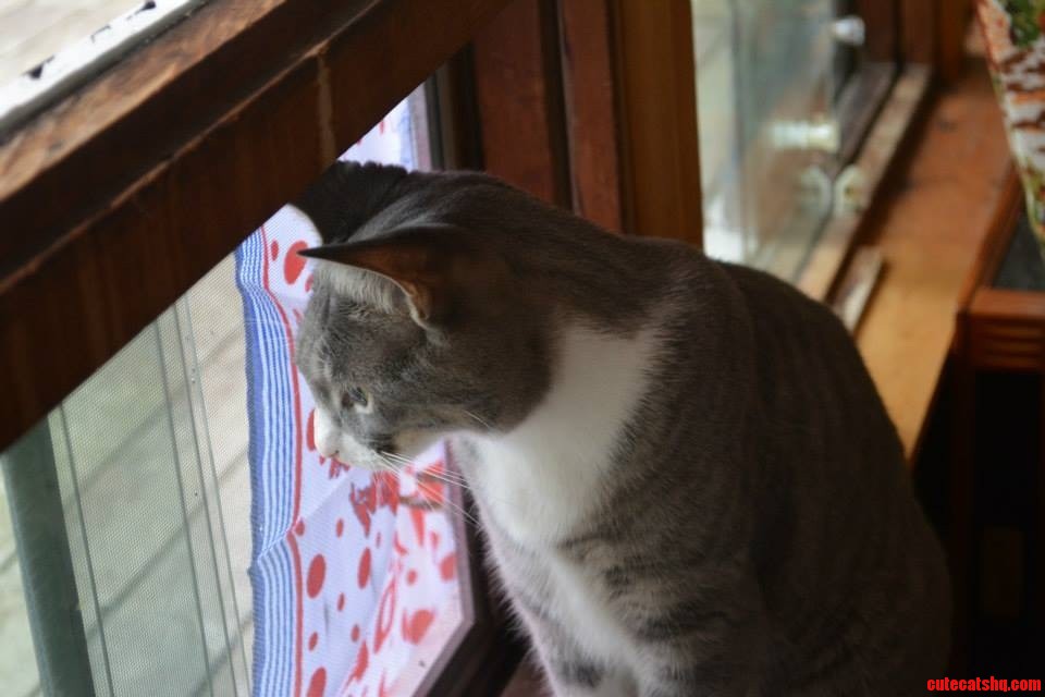 I Should Never Have Showed Him That There Were Chipmunks Outside. He Hasn T Moved from This Spot in 4 Hours ...