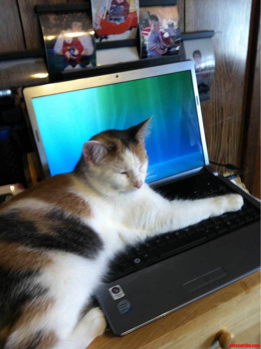 I Think My Cat Is Jealous of My Computer.