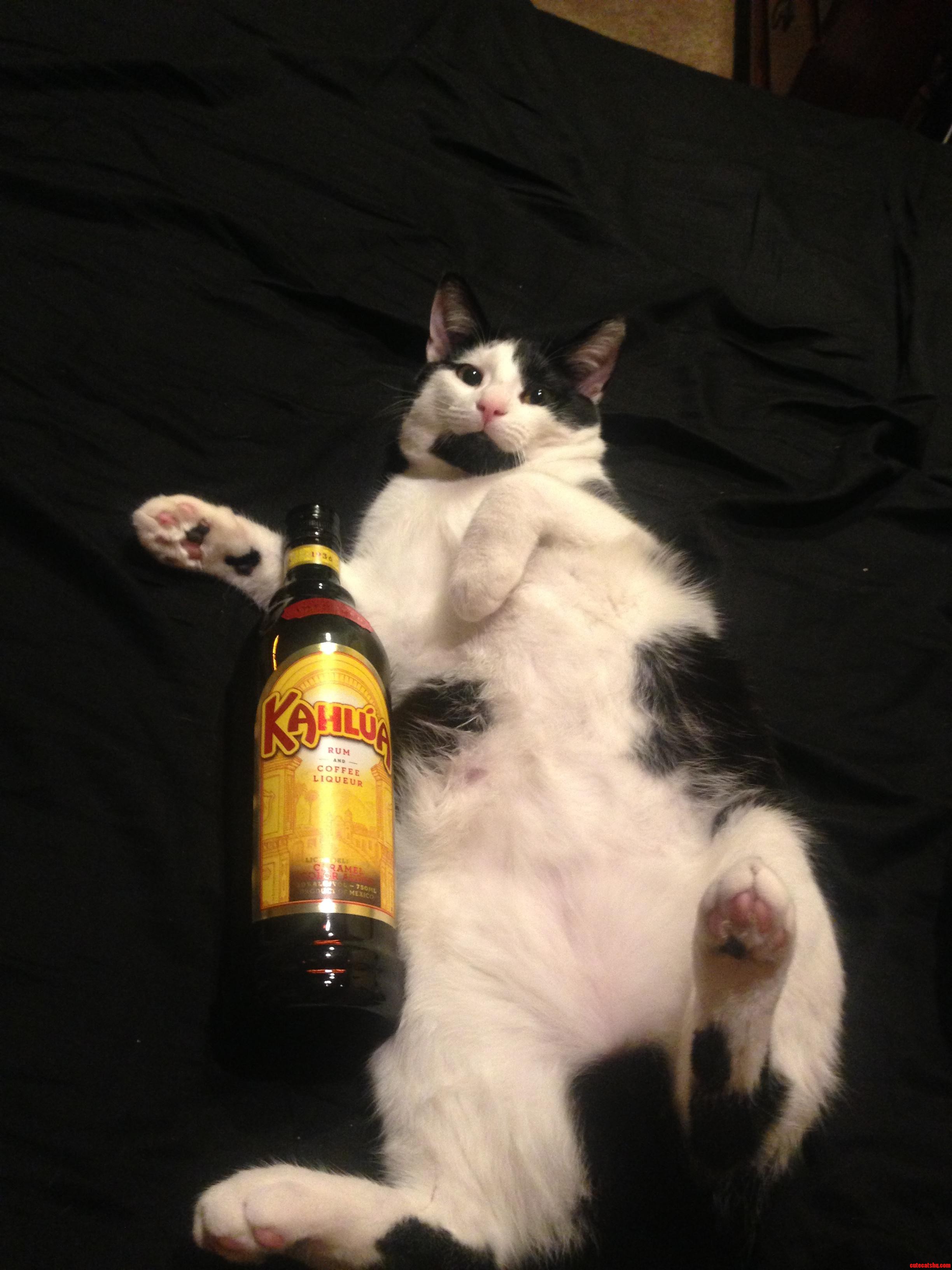 I Think My Cat Needs an Intervention