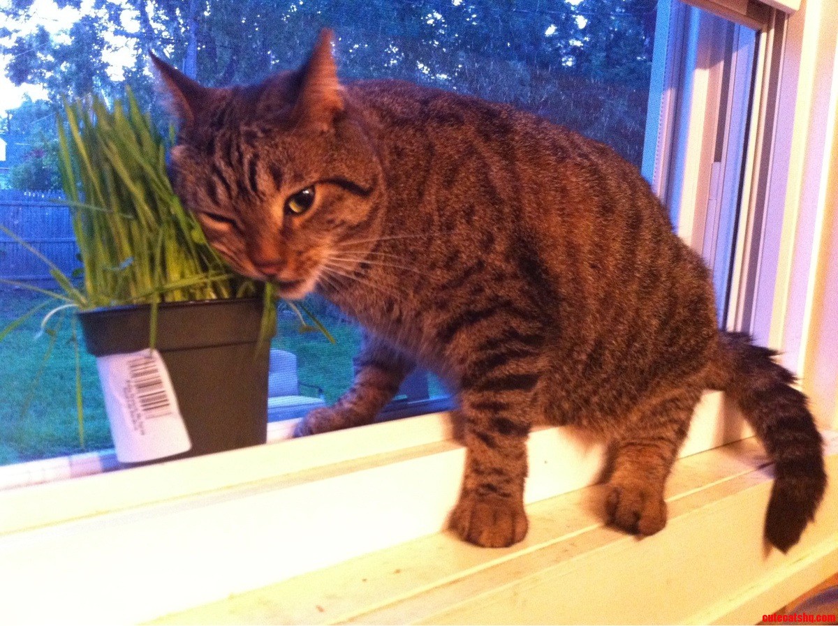I Think Our Cat Has a Grass Problem