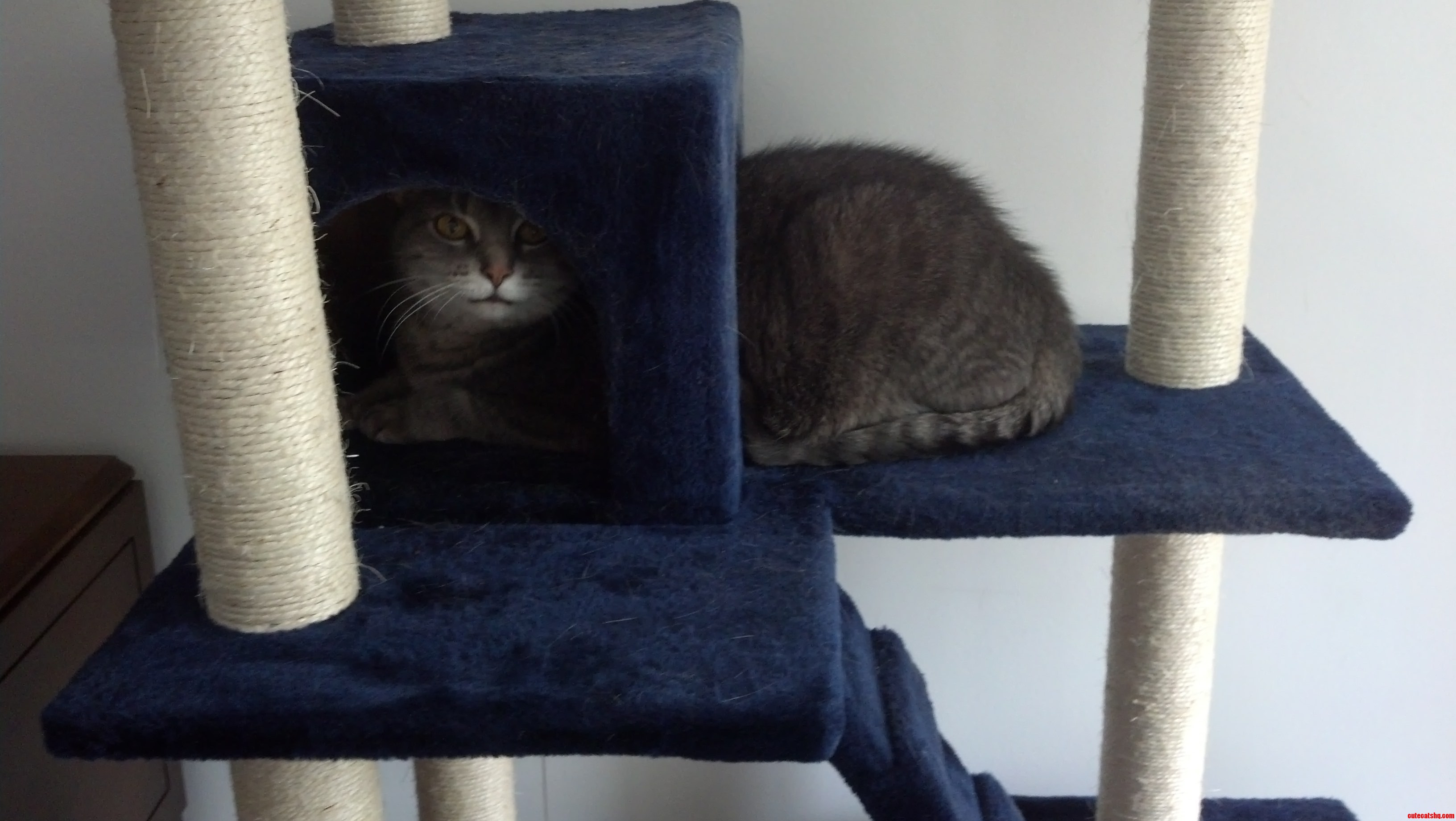 I Thought He Had Outgrown His Favorite House. He Doesn T Seem to Agree.