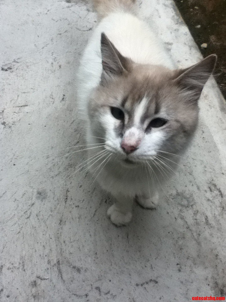 I Visit My Grandma Every Summer. She Lives in a Little Town but I Can Manage with Her Cat  Dennis