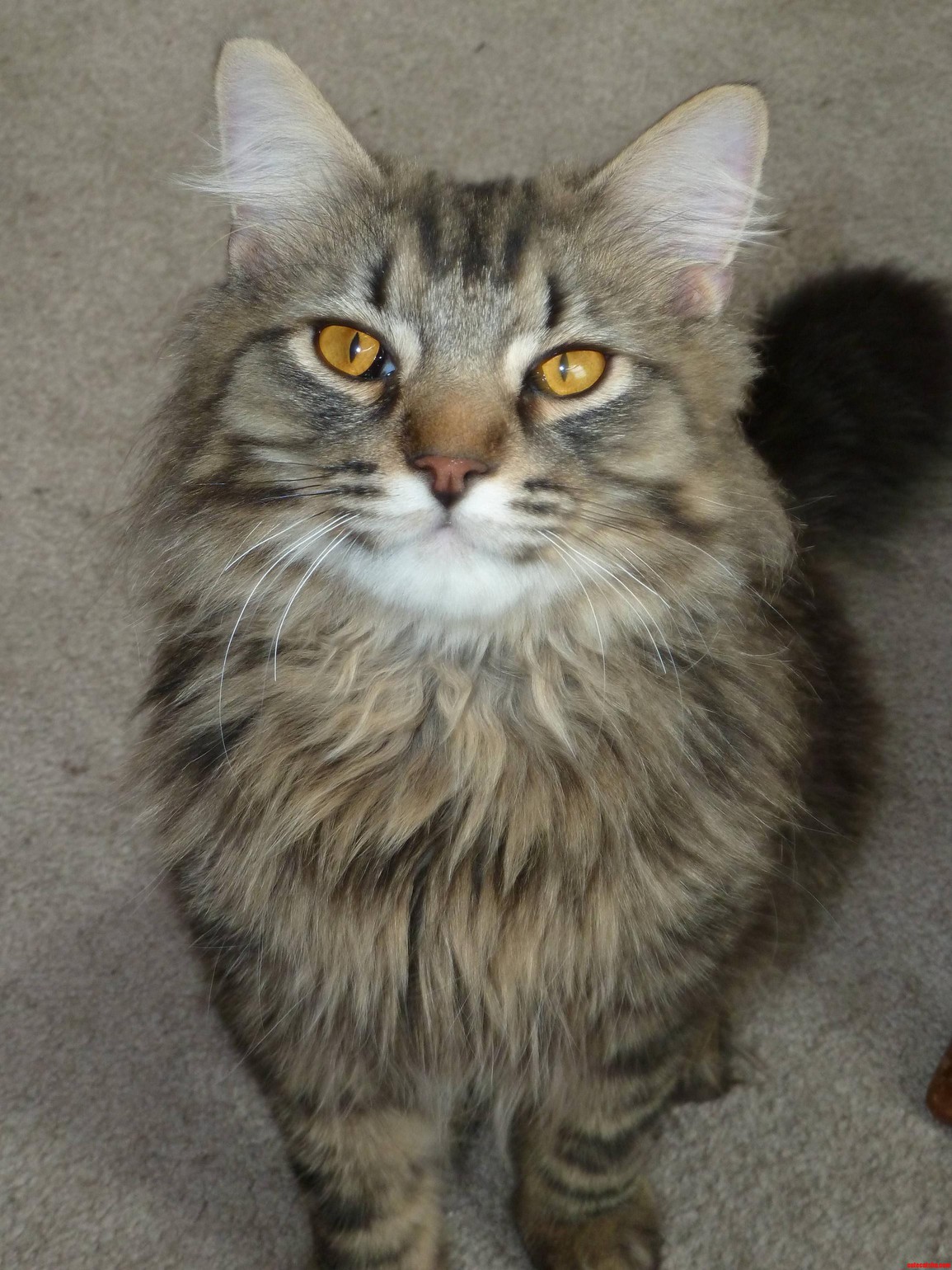 I Want to Give My Cat a Trimshave- Any Suggestions for Some Cheap Clippers