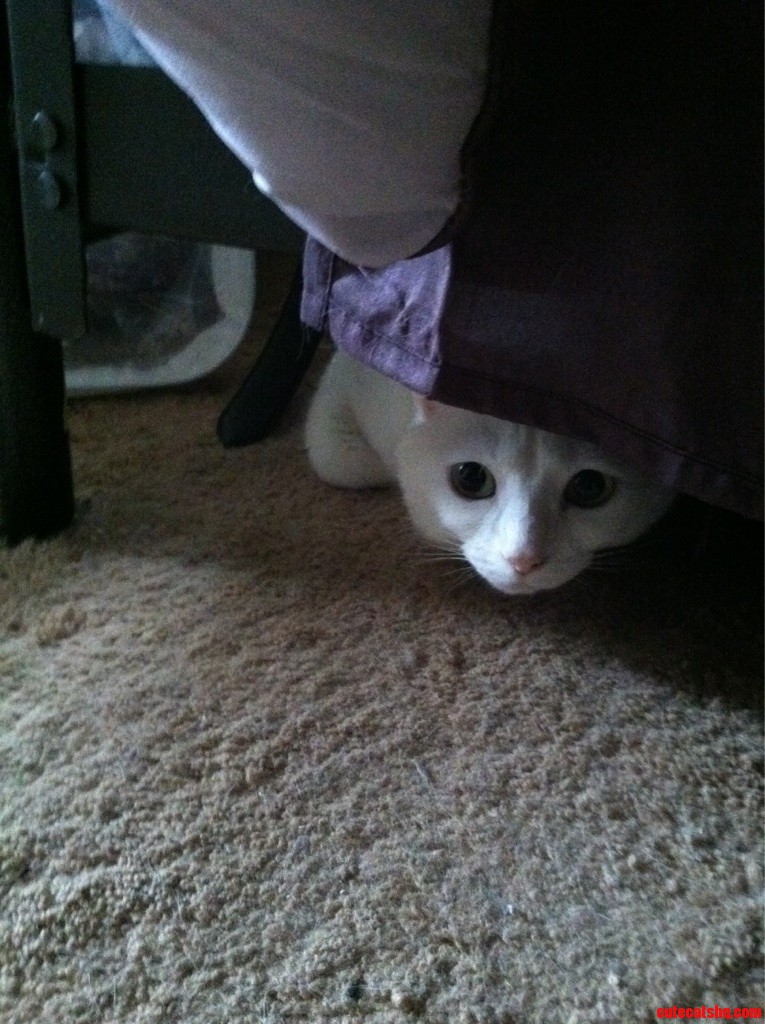 I Was Going to Dinner One Day and I Saw Something Under the Bed Out of the Corner of My Eye...
