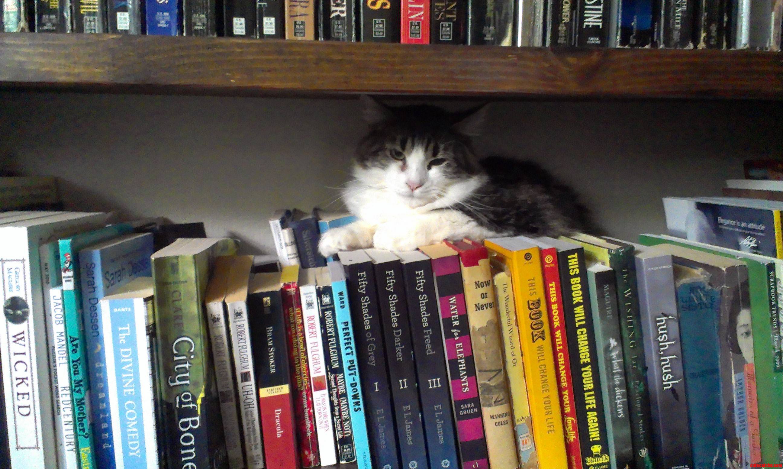 I Was Looking for My Grumpy Cat and I Found Her a Couple of Hours Later. She Was Not Happy. Meet Mayhem.