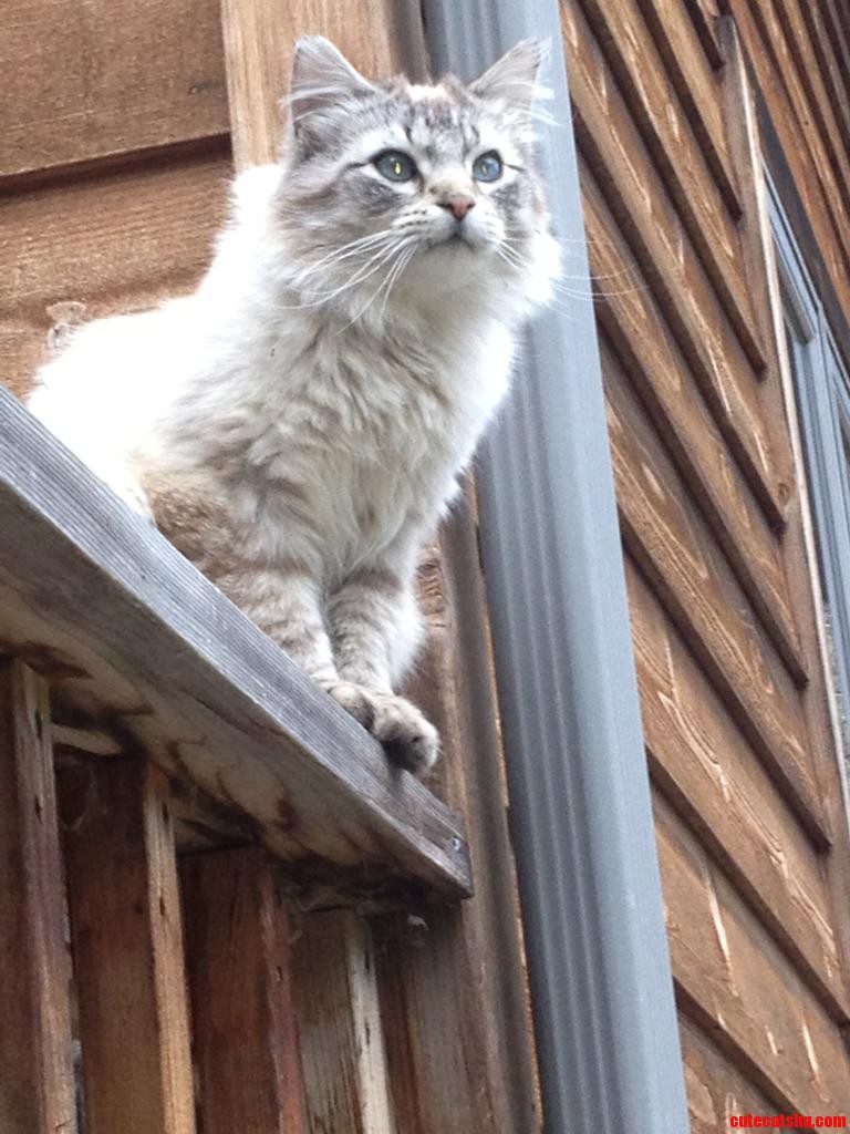 I Will Soon Own One of This Beautiful Cat S Siblings.