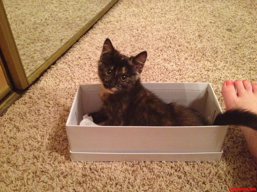 If I Fits  I Sits. Kitten Edition