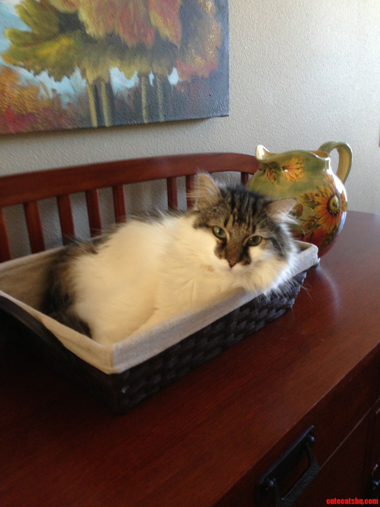 If I Fits  I Sits.