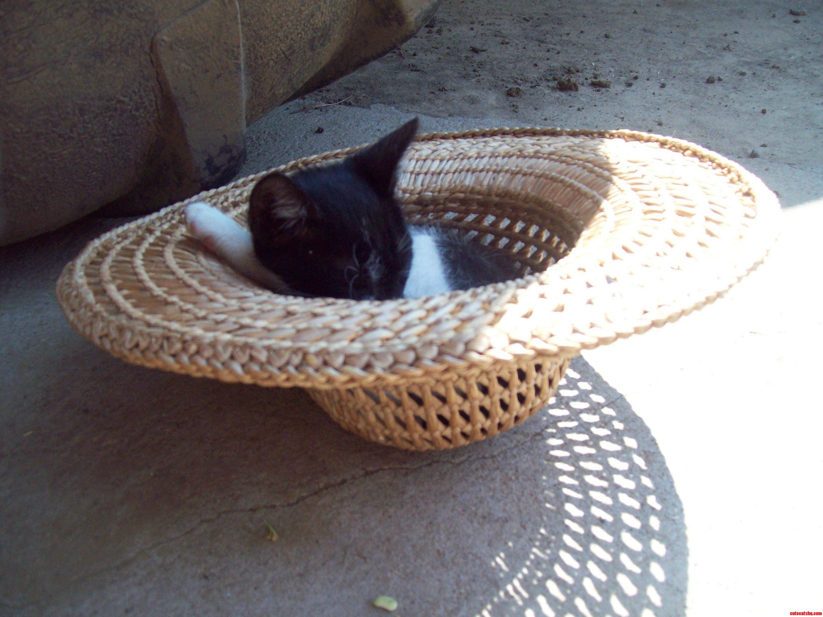 If It Fits I Sits
