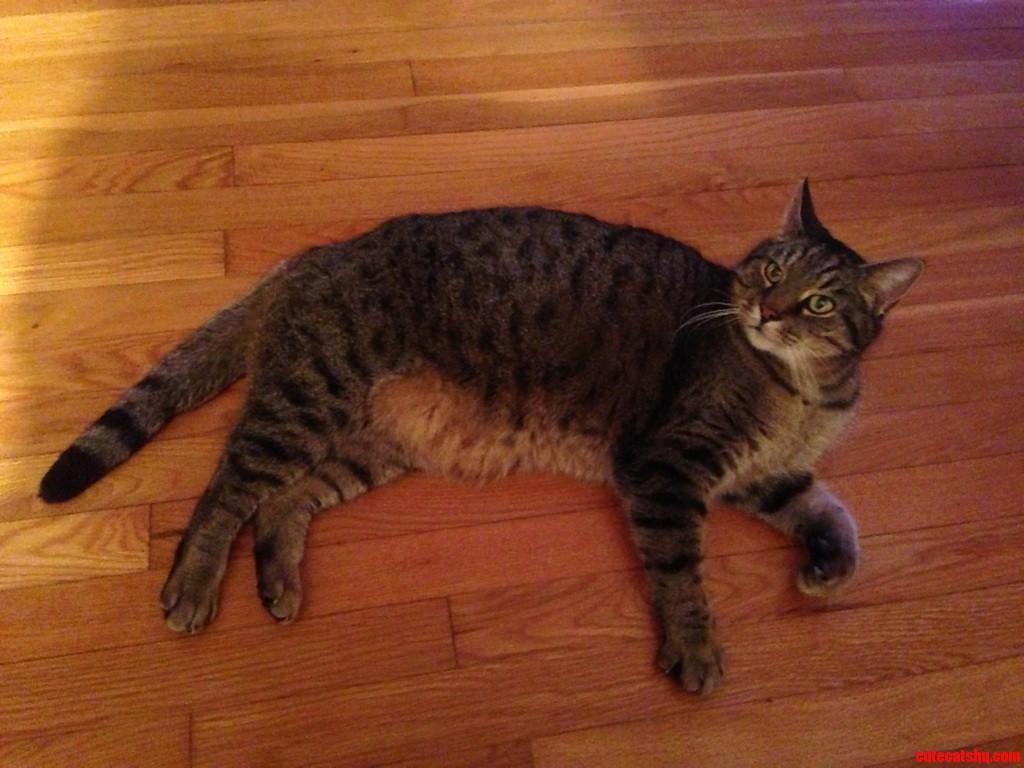 Incredibly Photogenic Cat. Meet Sam