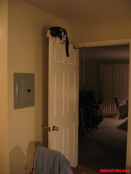 Installed Dangling Cat Toy from a Door. Next Thing I See Is This.