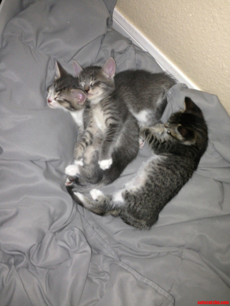 Introducing My Friends New Kittens  That S Batman on the Right   Ironman in the Middle and Spider-man on Top