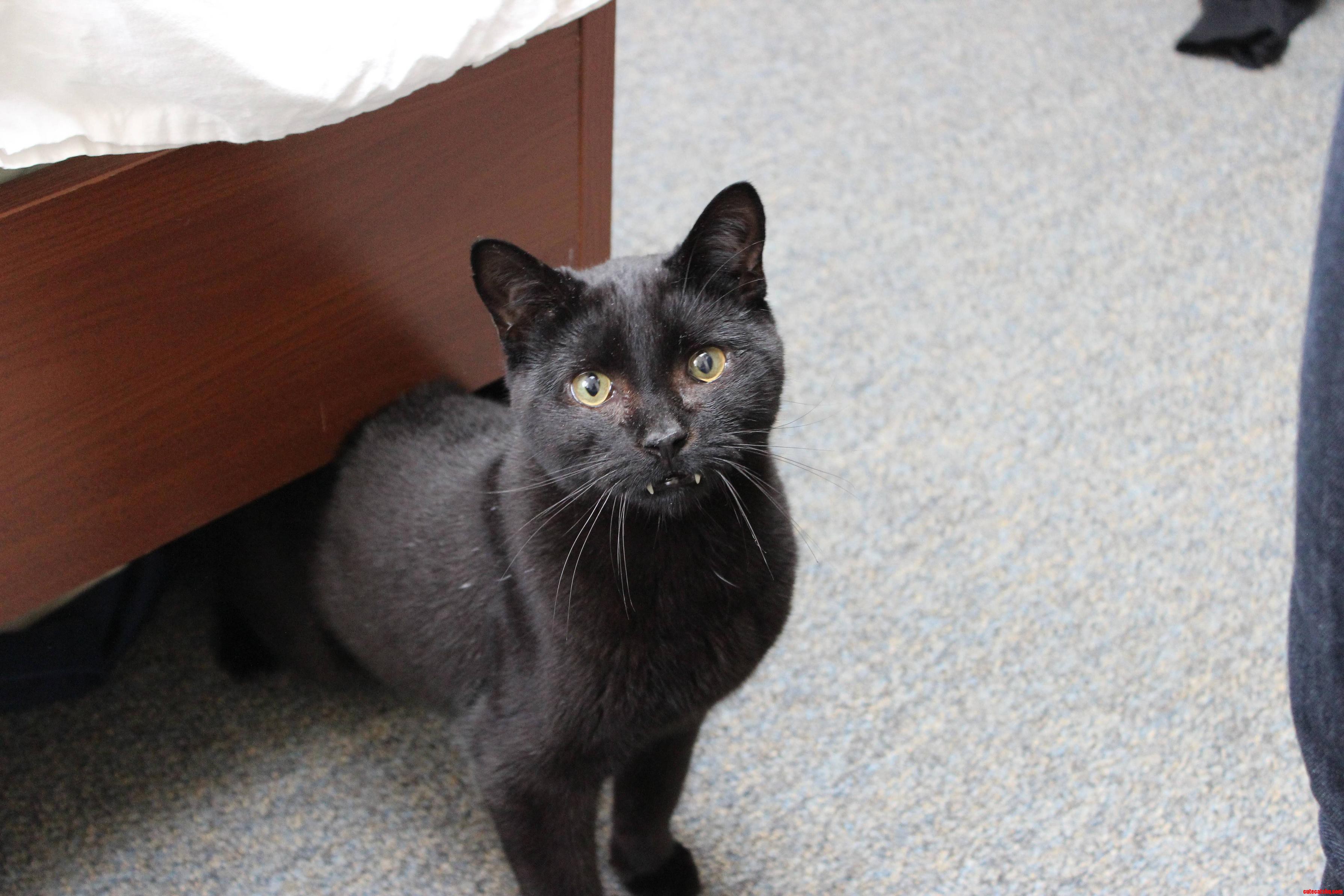 It Always Looks Like Black Cats Have Concerned Eyebrows
