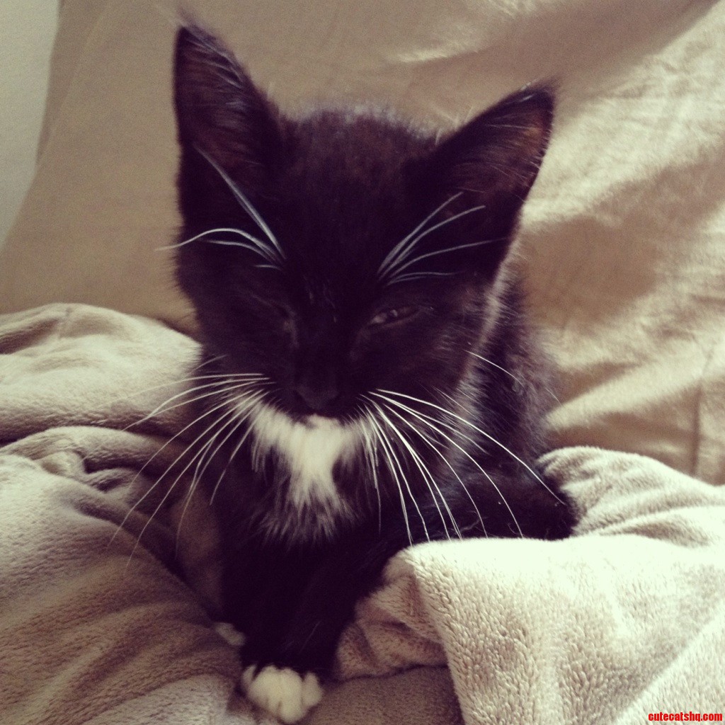 It Finally Happened to Me  This Little Beauty Came Out of a Hay Field Next to My House. Meet Eleanor