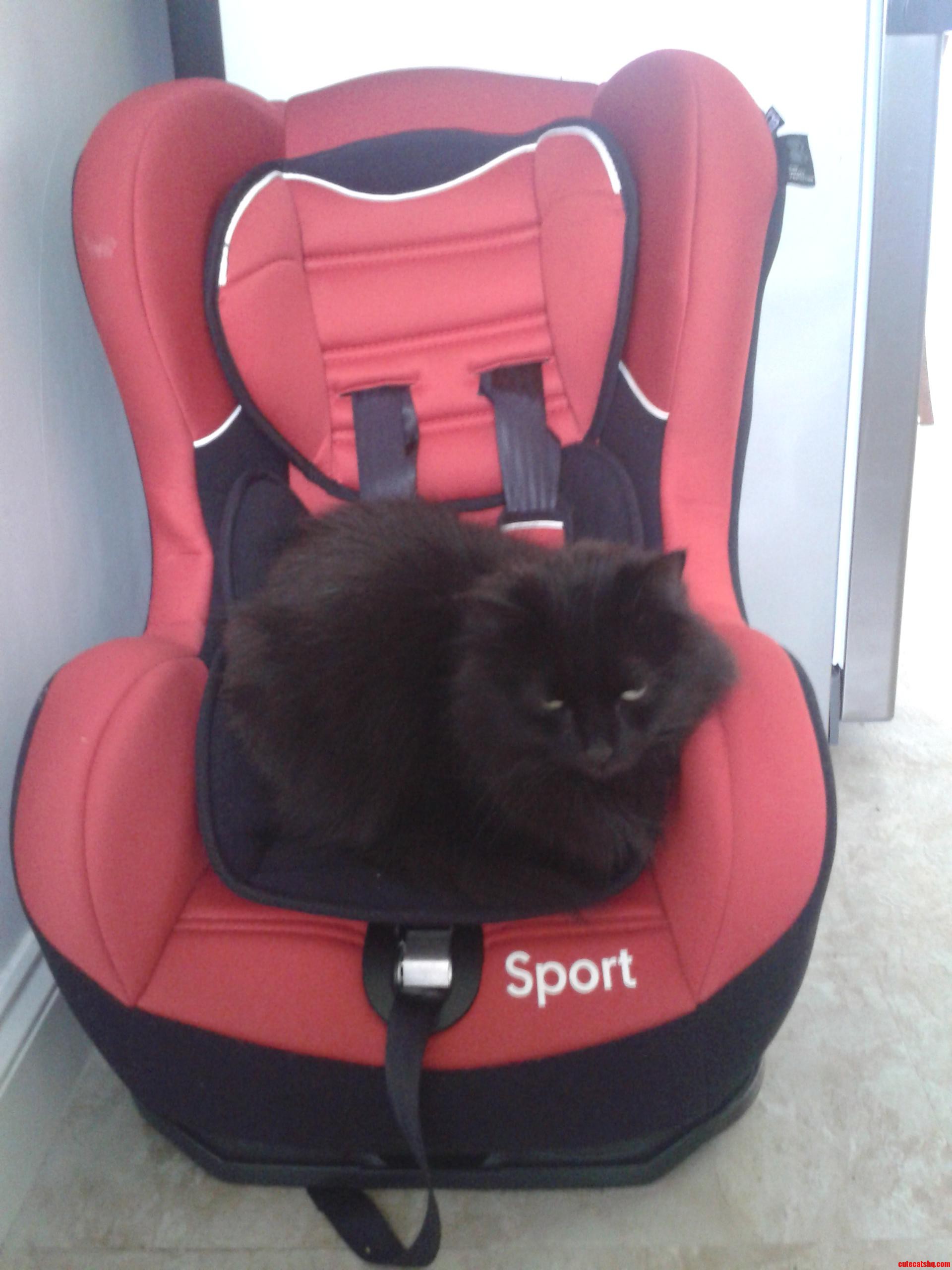 It S a Car Seat  Not a Cat Seat.