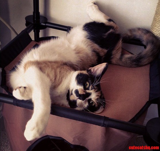It S a Lazy Day for Mitsey