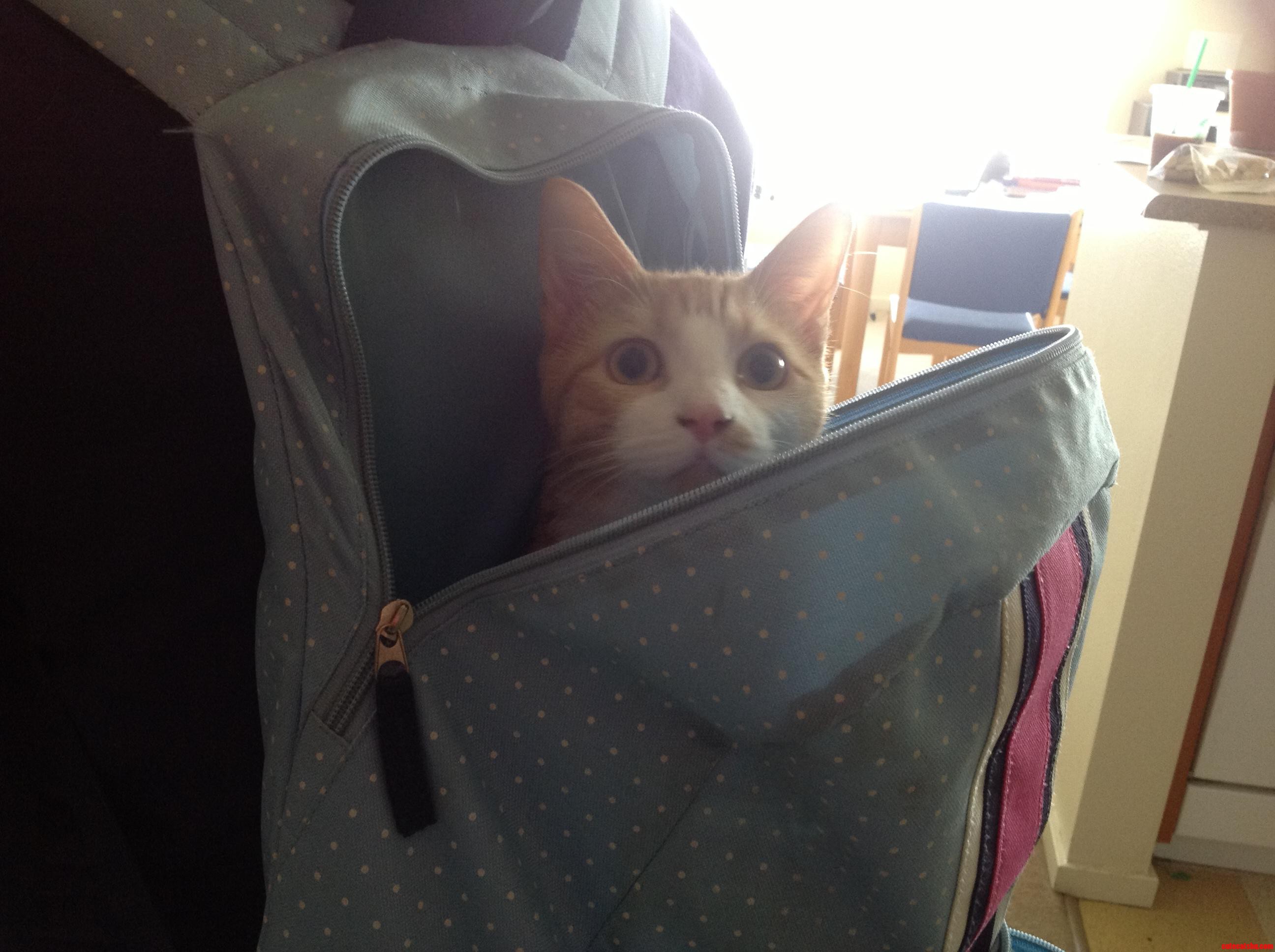 It S Bring-your-cat-to-school Day