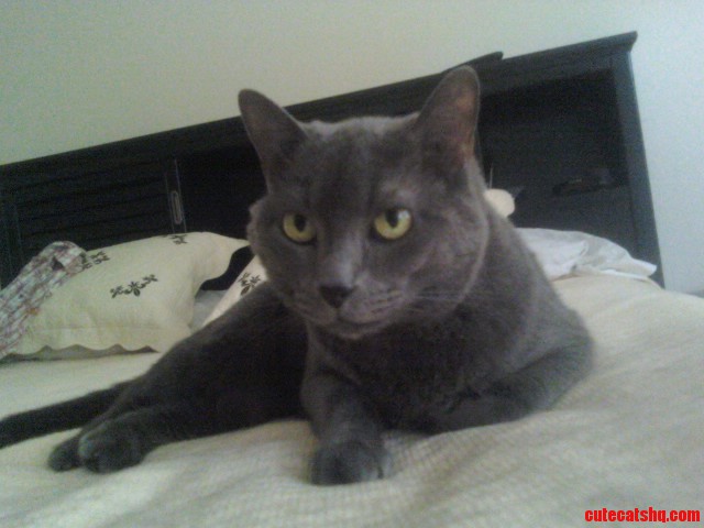 Jazz Resting on the Bed and Beating the Texas Heat