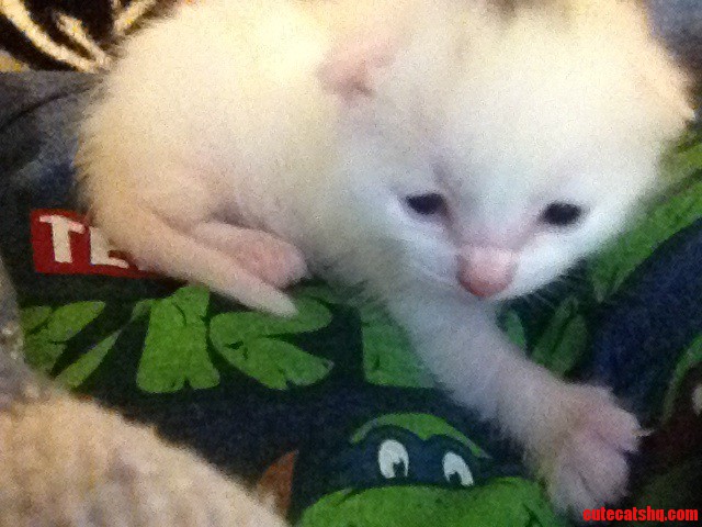 Just a Week Old.