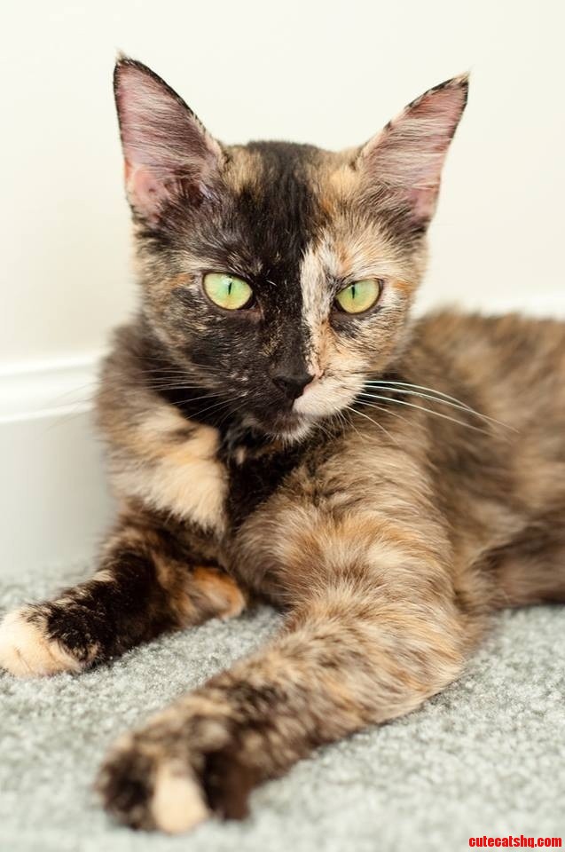 Just Adopted This Pretty Lady... Meet Ana Lucia