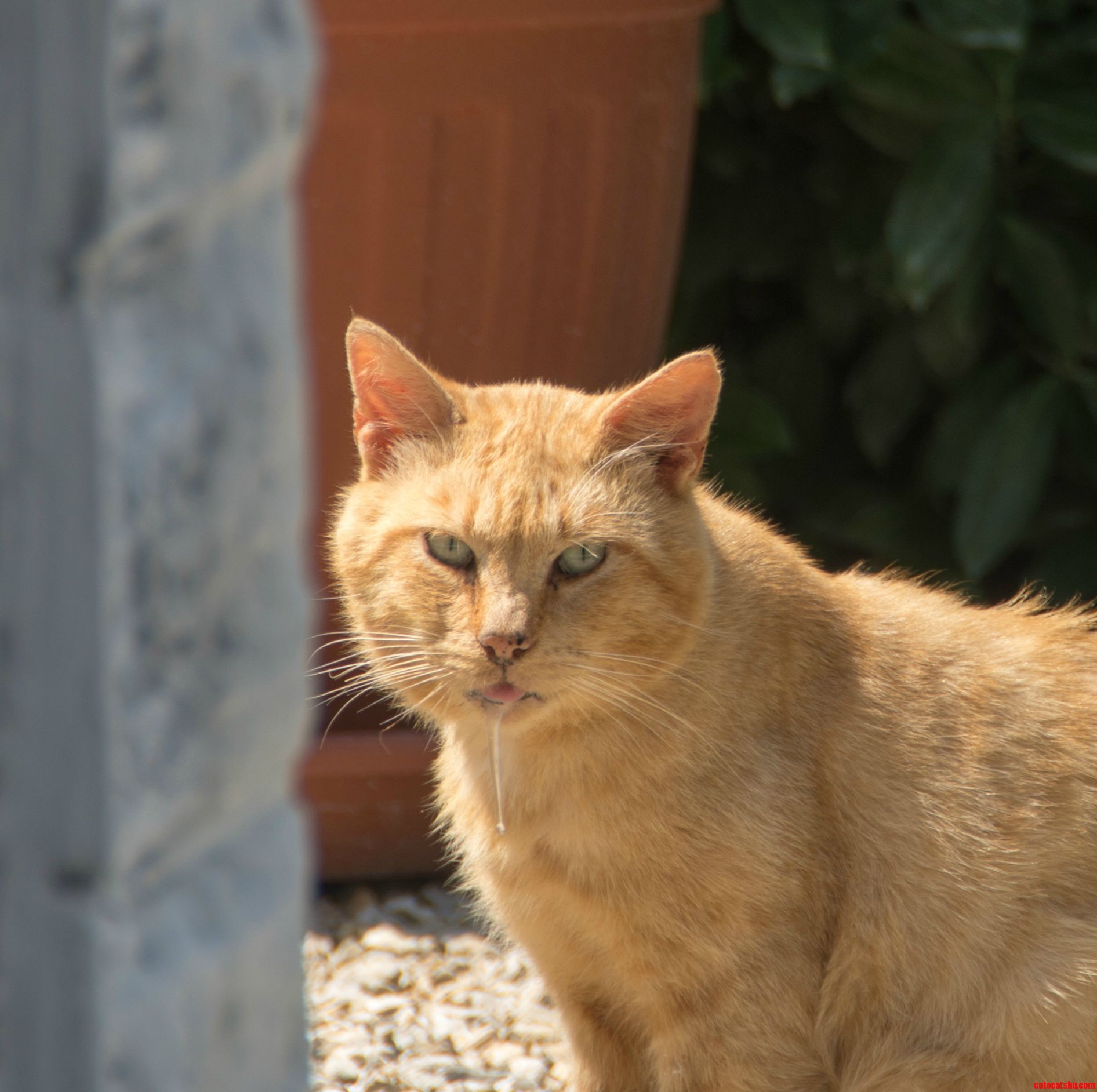Just an Old Drooling Croatian Cat