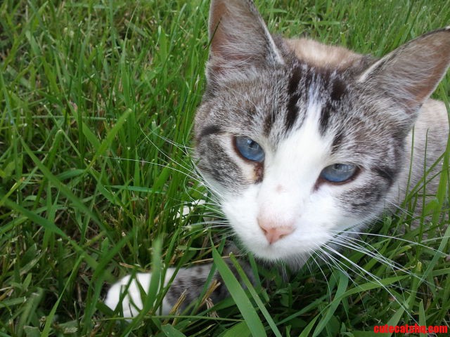 Just Found Out This Beautiful Lady Got Hit by a Car. Rip Kimbermarshmallow Paws