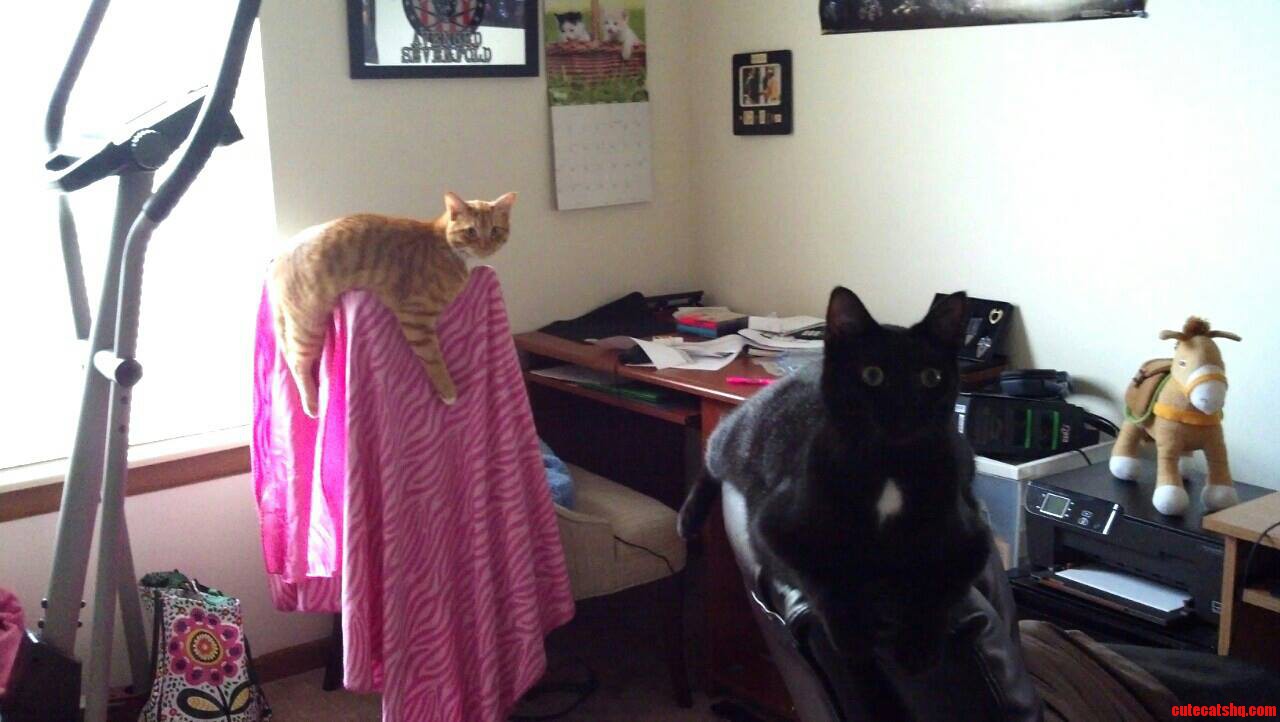Just Hanging Out in Their Usual Places.