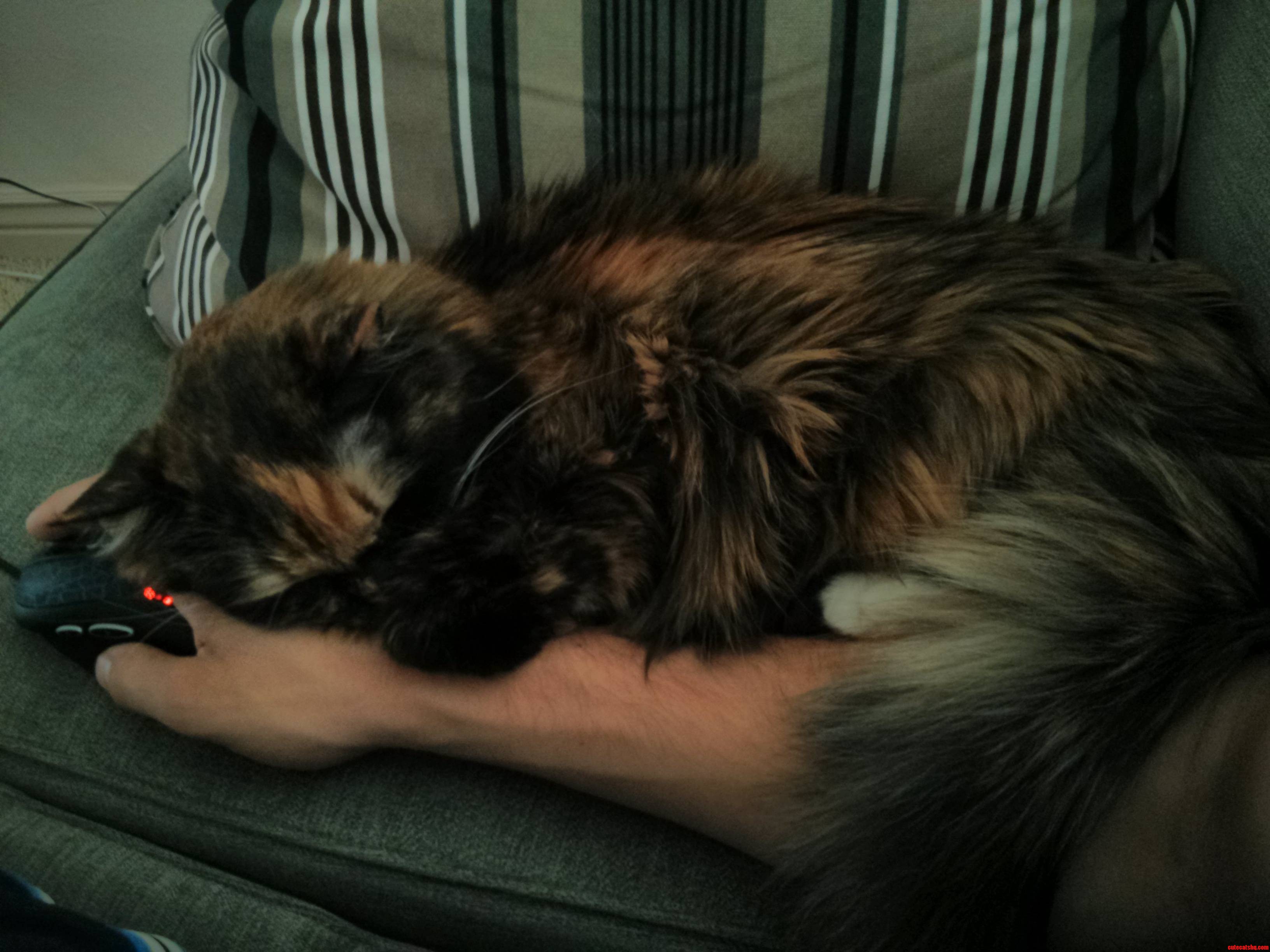 Just My Cat Curled Up on My Arm