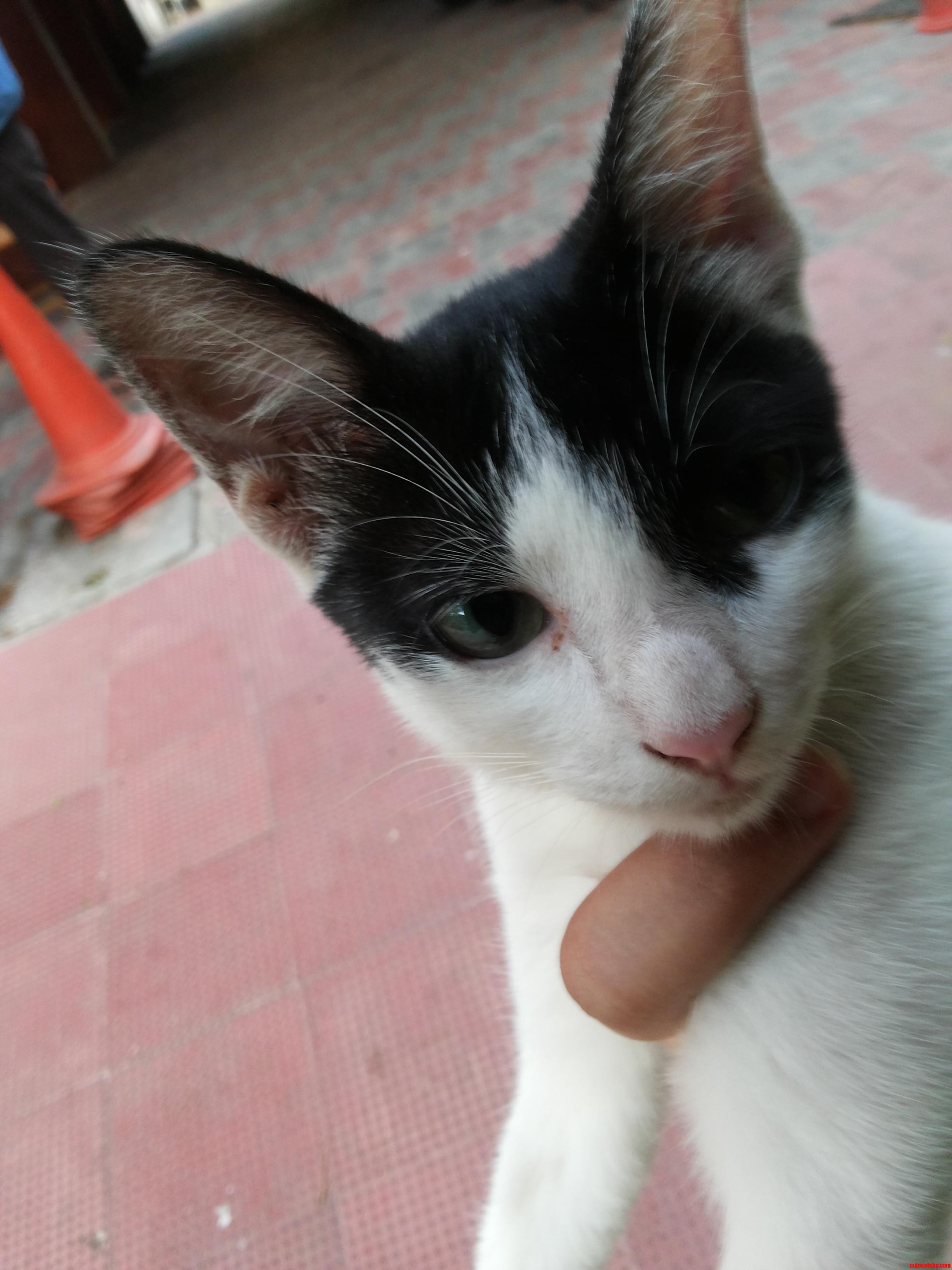 Just Rescued This Guy  Might Not Be Able to Keep Him  but I M in Love
