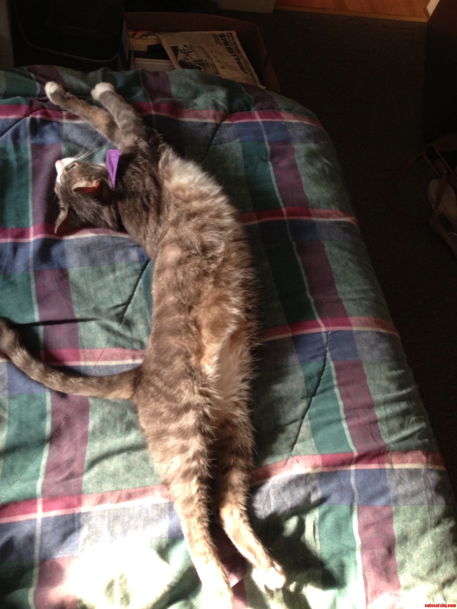 Just Stretching After an Afternoon Nap.
