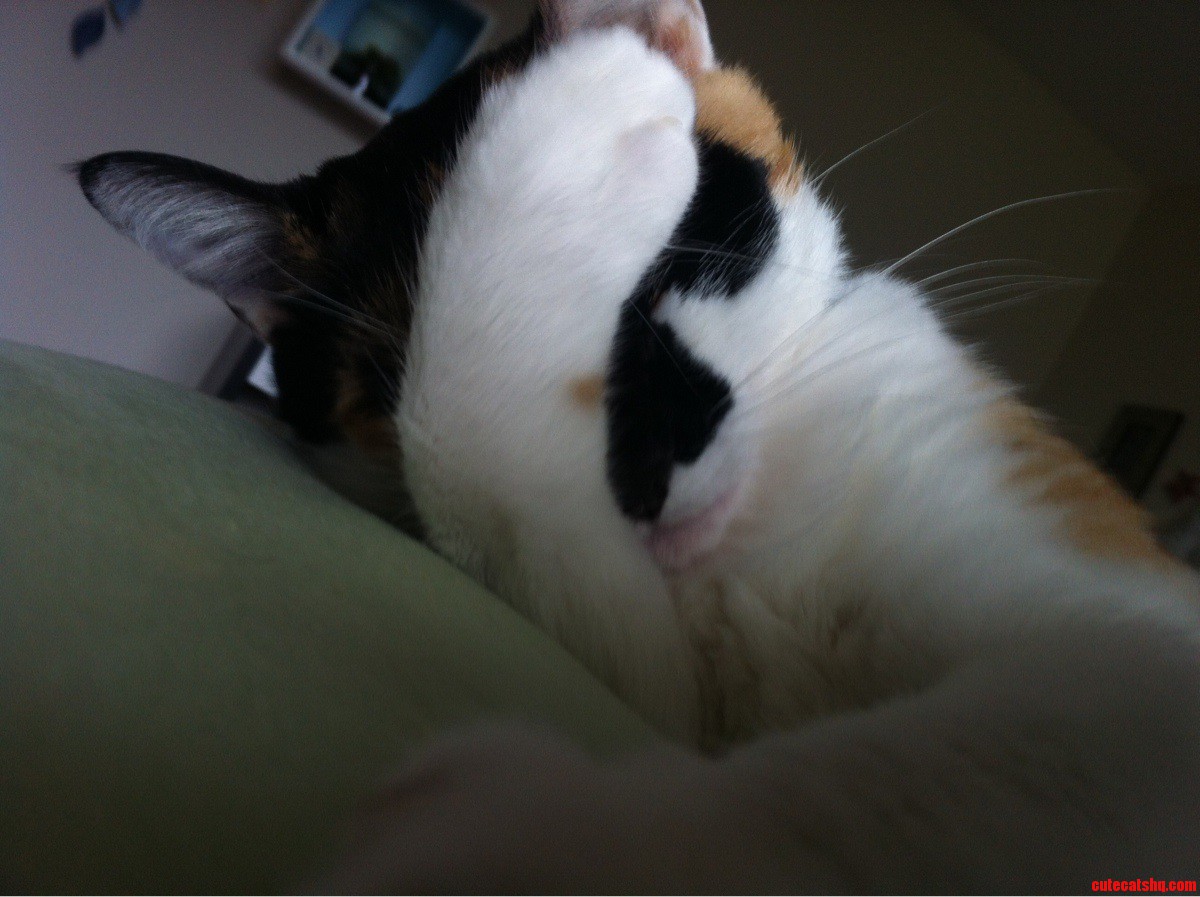 Karma Taking Her Mid-nap Stretch.