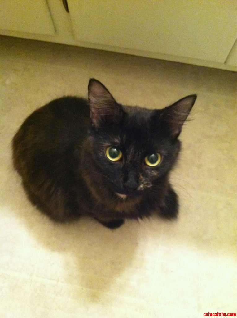 Kiara the Toilet Cat. She Always Watches Me in the Bathroom.