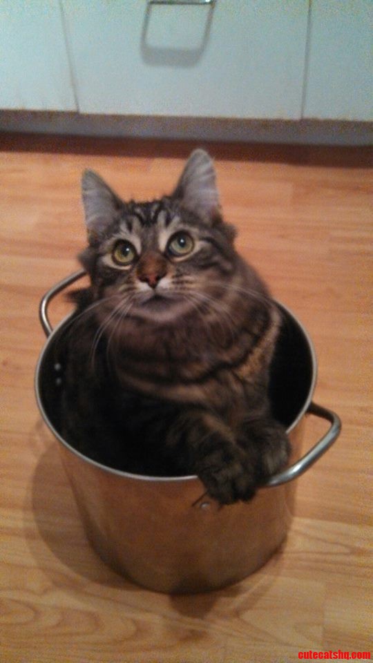 Kiki the Cat