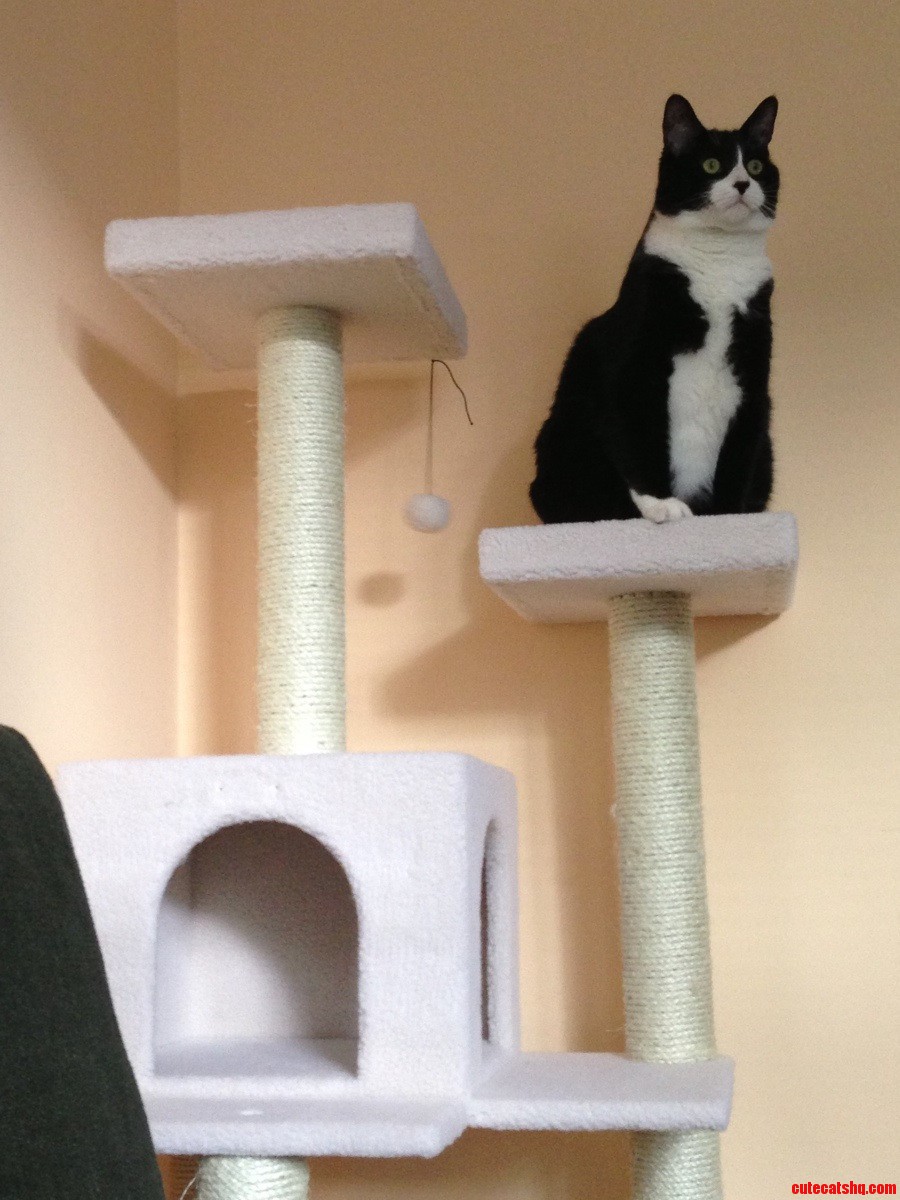King Frank and His New Castle