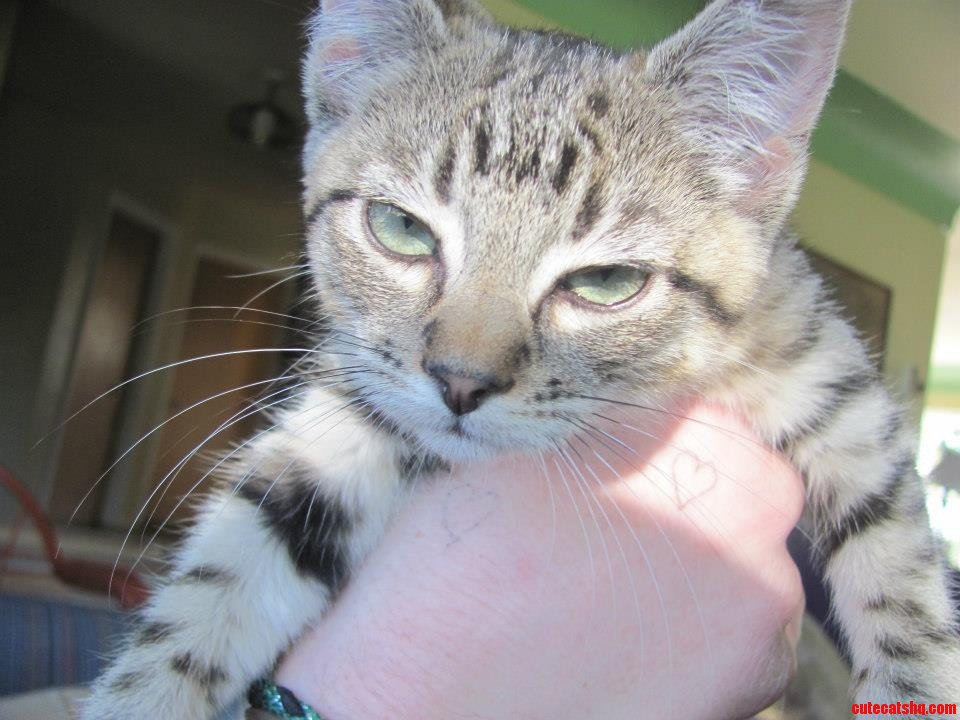 Kitten Is Not Amused.
