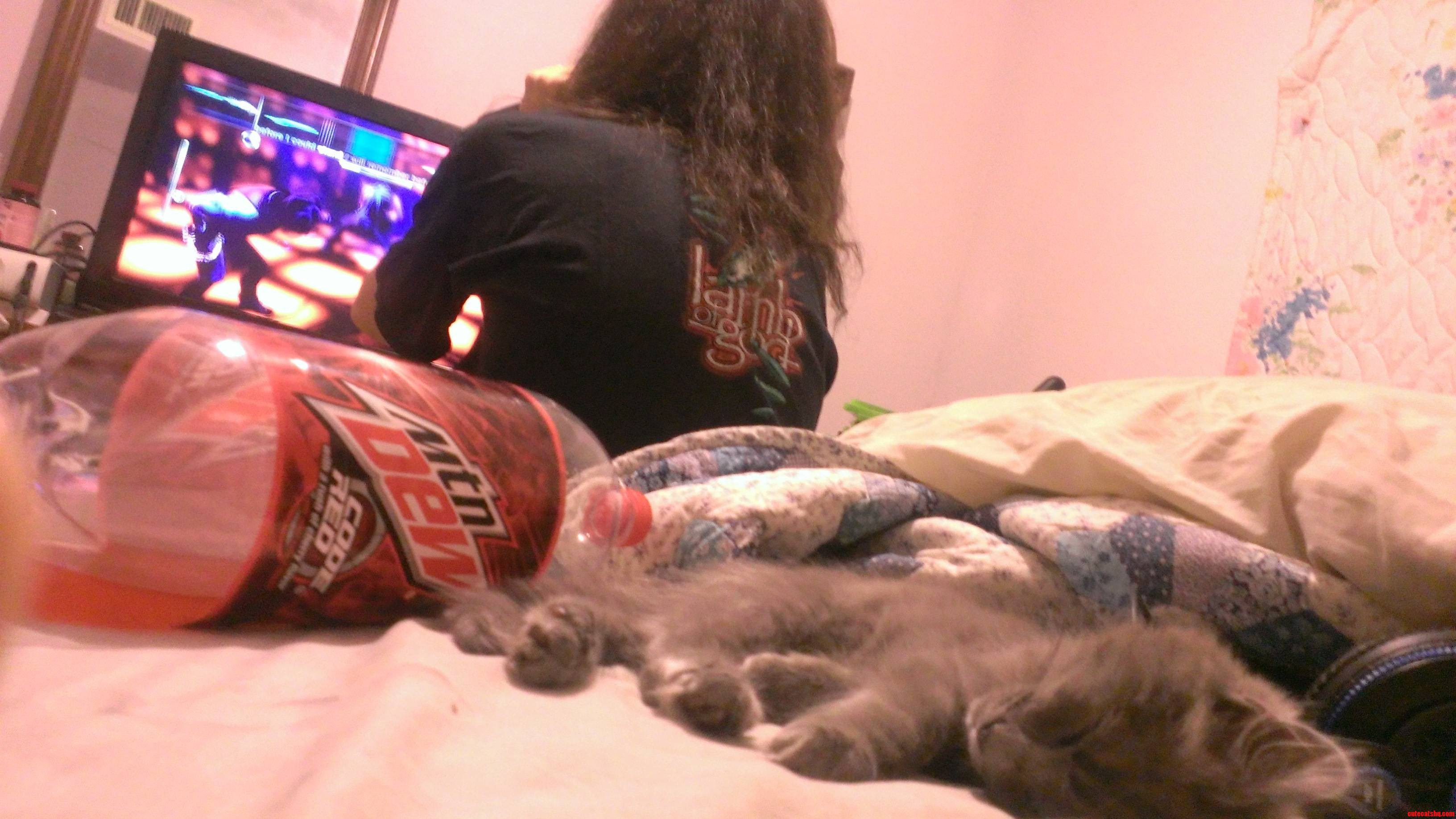 Kitten Sleeping While My Boyfriend Blasts Before I Forget on Rb3