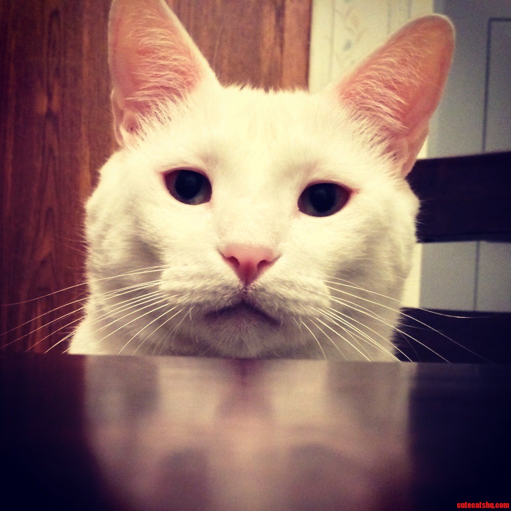 Kitty at Dinner Table