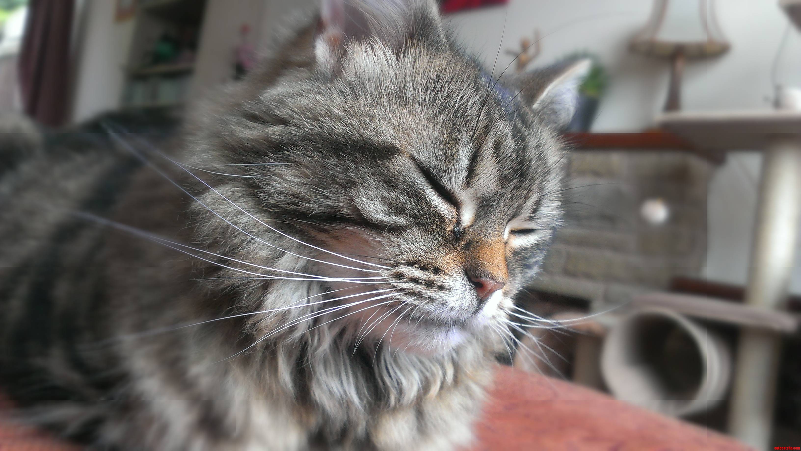Kitty Is Struggling in This Uk Weather