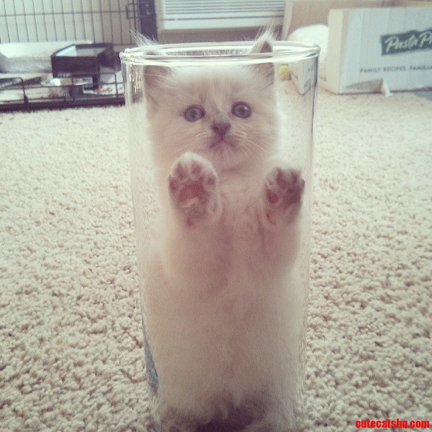 Kitty Is Trapped in a Glass Case of Emotion.