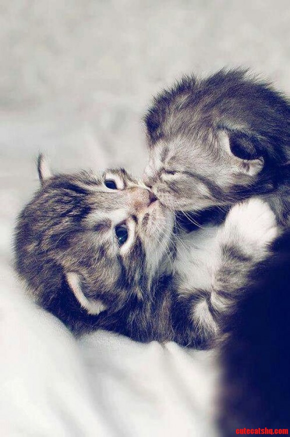 Kitty Kisses