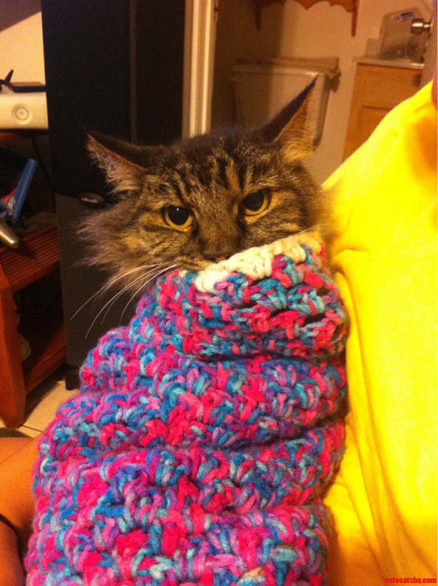 Kitty Taco Not Amused