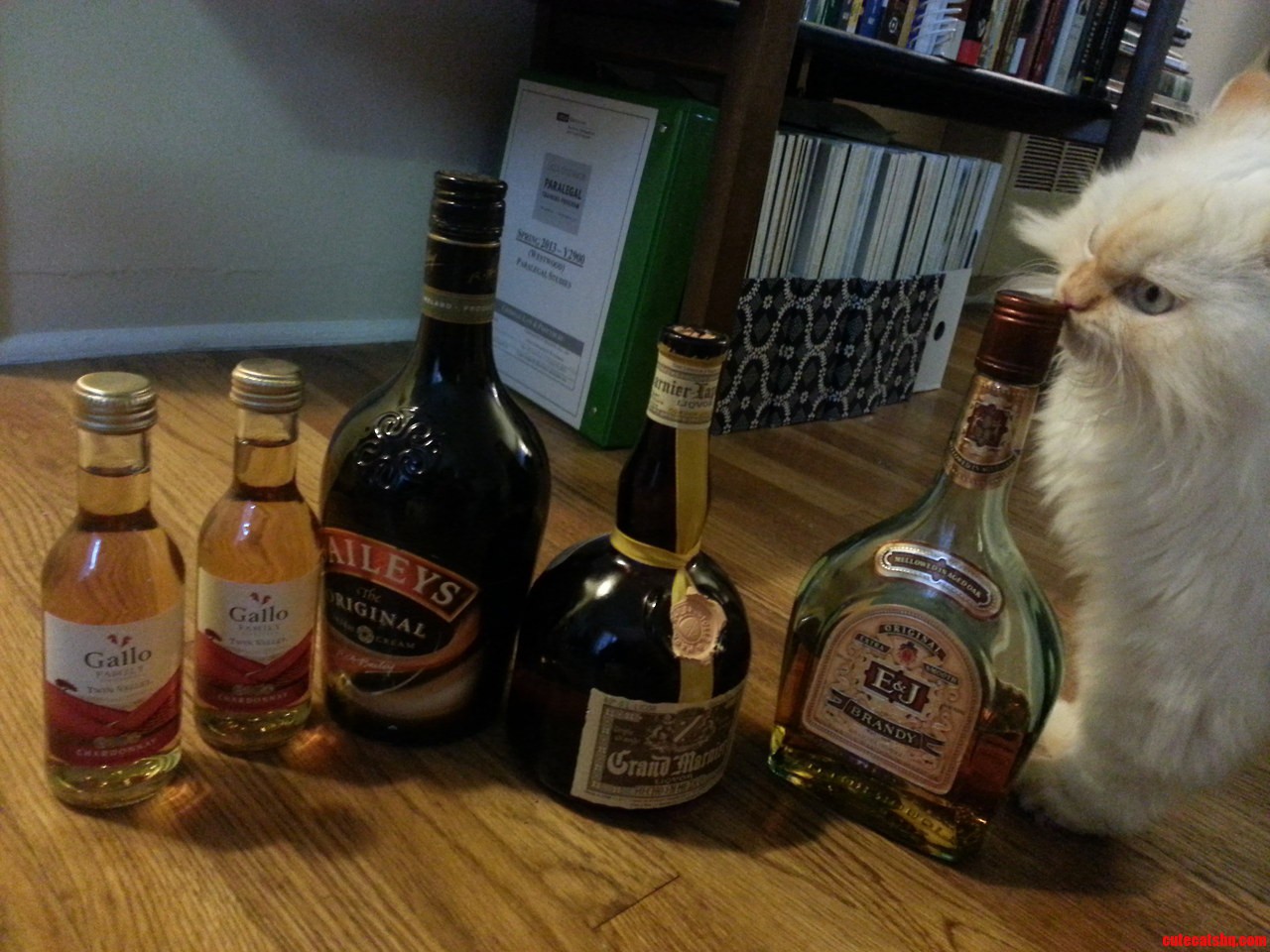 Kitty Wants Some Booze. Bad Kitty.