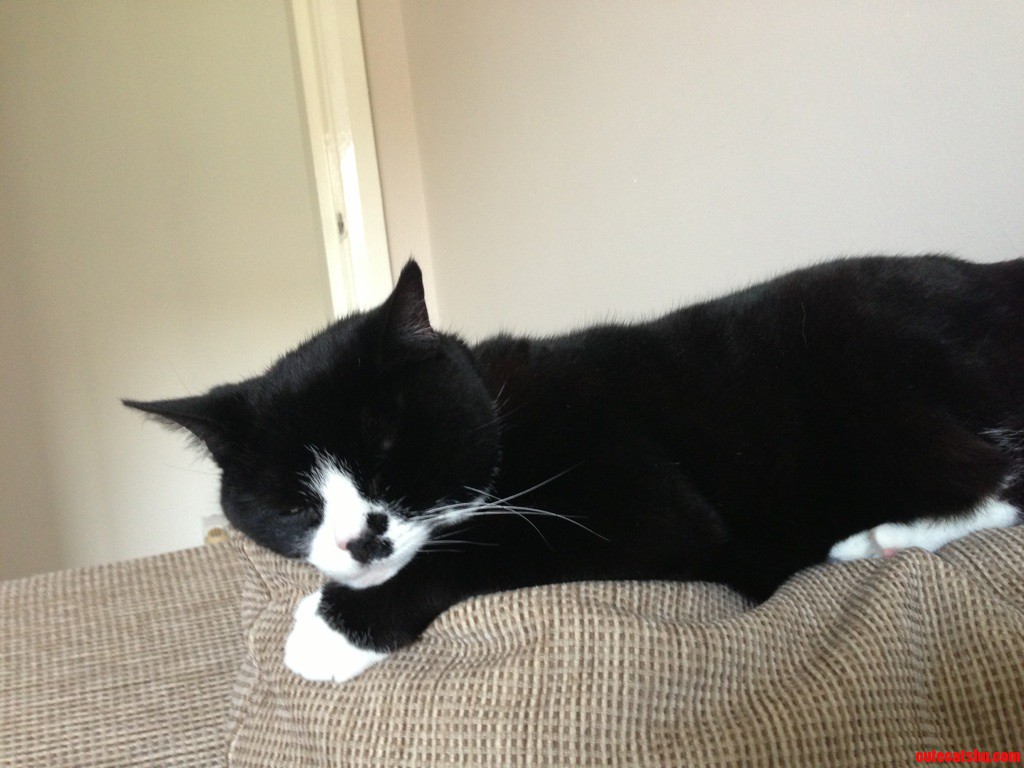 Ladies and Gentlemen Meet Delilah. the Most Kittenish 13 Year Old Cat in the Lands.