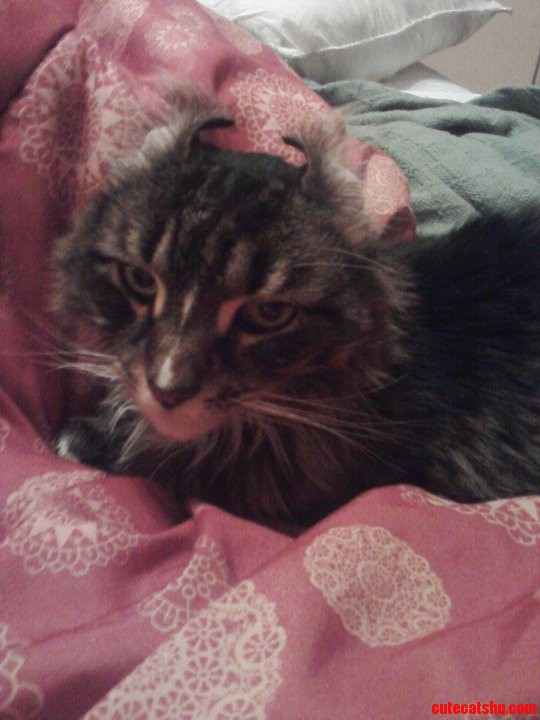 Last Year My Cat Rolled Over and Became a Child of Satan.